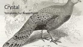  Presentation with old camera and film sound - PPT theme consisting of birds drawings - grey peacock-pheasant old illustration polyplectron background and a  colored foreground