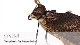  Presentation with art - Slides featuring art-of-falconry-azor-wearing background and a white colored foreground