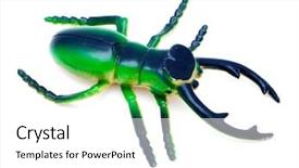  Presentation with insect - PPT theme enhanced with art organisasi - animal insect beetle or bug background and a  colored foreground