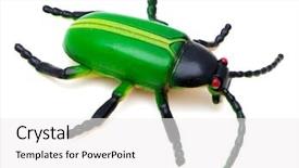  Presentation with insect - Slide deck enhanced with art organisasi - animal insect beetle or bug background and a white colored foreground