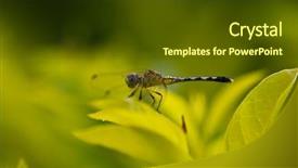  Presentation with dragonfly - Slides consisting of art organisasi - dragonfly insect macro yellow leaf background and a tawny brown colored foreground