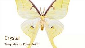  Presentation with moth - Theme consisting of artemi - white moth butterfly actias maenas background and a  colored foreground