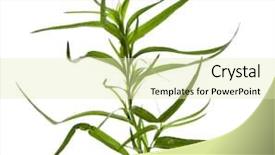  Presentation with herb - Slide deck with artemisia - fresh tarragon herb isolated background and a soft green colored foreground