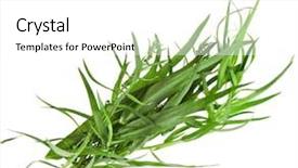  Presentation with lemongrass herb plant fresh leaves - Cool new slide deck with artemisia - fresh tarragon herb isolated backdrop and a  colored foreground