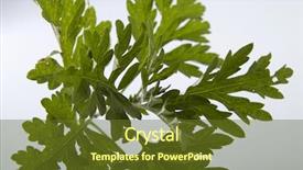  Presentation with green leaf - PPT theme with artemisia - green leaf of common wormwood background and a tawny brown colored foreground