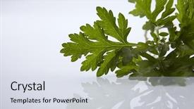  Presentation with water rain drop hanging on a fresh green leaf - Audience pleasing theme consisting of artemisia - green leaf of common wormwood backdrop and a sky blue colored foreground