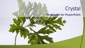  Presentation with green leaf - Theme having artemisia - green leaf of common wormwood background and a sky blue colored foreground