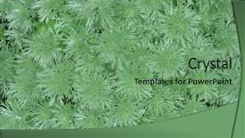  Presentation with gold silver award - Amazing presentation theme having artemisia - silver mound for textured background backdrop and a  colored foreground