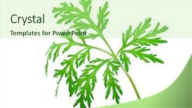  Presentation with absinthium - PPT layouts having artemisia - wormwood absinthium leaf background and a mint green colored foreground