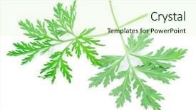  Presentation with absinthium - Colorful slide set enhanced with artemisia - wormwood absinthium leaf backdrop and a soft green colored foreground
