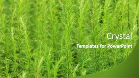  Presentation with medicinal plant and pistel - Slide set with artemisia-plant-in-the-field background and a tawny brown colored foreground