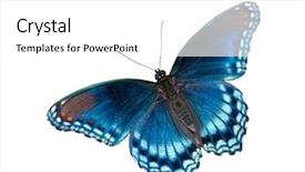  Presentation with purple butterfly - Beautiful PPT theme featuring arthemis astyanax red spotted purple backdrop and a white colored foreground