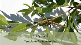  Presentation with insect - Audience pleasing slides consisting of arthropoda - beautiful close up image backdrop and a mint green colored foreground