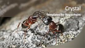  Presentation with ant - Presentation with arthropoda - carpenter ant camponotus herculeanus communicating background and a tawny brown colored foreground