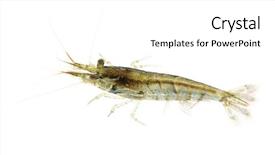  Presentation with population growth fish and shrimp - Amazing theme having arthropoda - cherry shrimp - neocaridina heteropoda backdrop and a  colored foreground
