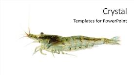  Presentation with shrimp farming - Beautiful slides featuring arthropoda - cherry shrimp - neocaridina heteropoda backdrop and a  colored foreground