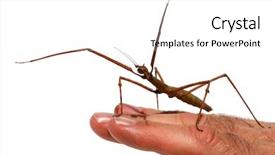  Presentation with insect - Slides featuring arthropoda - close up image background and a white colored foreground