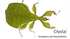  Presentation with insect - Cool new presentation theme with arthropoda - leaf insect phylliidae - phyllium backdrop and a white colored foreground