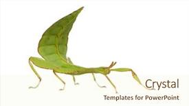  Presentation with insect - PPT theme enhanced with arthropoda - leaf insect phylliidae - phyllium background and a cream colored foreground