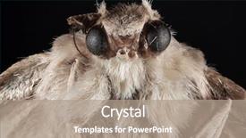  Presentation with moth - Audience pleasing PPT theme consisting of arthropoda - portrait of night moth butterfly backdrop and a  colored foreground