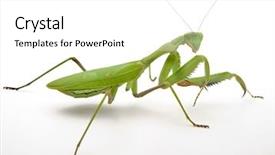  Presentation with islamic pray - Cool new presentation theme with arthropoda - pray mantis isolated on white backdrop and a white colored foreground