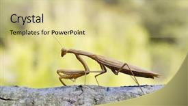  Presentation with green - Presentation design with arthropoda - praying mantis isolated on green background and a soft green colored foreground
