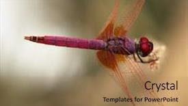  Presentation with marsh - Presentation theme with arthropoda - purple dragonfly trithemis aurora background and a coral colored foreground