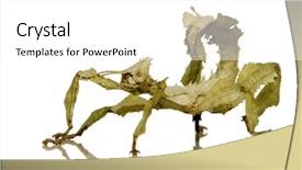  Presentation with insect aphid - Colorful PPT layouts enhanced with arthropoda - stick insect phasmatodea - extatosoma backdrop and a white colored foreground