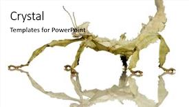 Presentation with insect - PPT theme featuring arthropoda - stick insect phasmatodea - extatosoma background and a white colored foreground