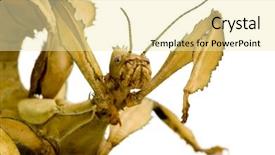  Presentation with invertebrate silverfish insect lepisma saccharina - Beautiful presentation theme featuring arthropoda - stick insect phasmatodea - extatosoma backdrop and a blonde colored foreground