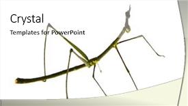  Presentation with insect - Beautiful presentation theme featuring arthropoda - stick insect phasmatodea - oreophoetes backdrop and a white colored foreground
