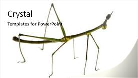  Presentation with insect - PPT theme with arthropoda - stick insect phasmatodea - oreophoetes background and a white colored foreground