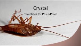  Presentation with pest - PPT theme consisting of arthropoda - view of a freshly dead background and a light gray colored foreground