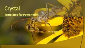 Presentation with bee - Slides enhanced with arthropoda - wheel bug eating a bee background and a tawny brown colored foreground