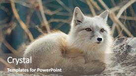  Presentation with fox - Presentation theme with artic fox background and a gray colored foreground