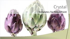  Presentation with edible flower - PPT theme enhanced with artichoke-flower-purple-edible-bud background and a white colored foreground