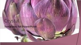  Presentation with edible flower - Cool new PPT theme with artichoke-flower-purple-edible-bud backdrop and a coral colored foreground