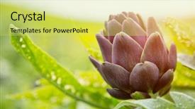 Presentation with plant - Colorful PPT theme enhanced with artichoke plant with purple blossom backdrop and a yellow colored foreground