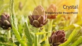 Presentation with plant issue - Slides consisting of artichoke plant with purple blossom background and a yellow colored foreground