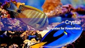  Presentation with paradise - Presentation theme having underwater paradise on reef background and a royal blue colored foreground