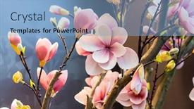  Presentation with magnolia - Amazing slide set having artificial-magnolia-flower-spring-branch backdrop and a light blue colored foreground