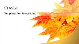  Presentation with maple - Cool new presentation theme with artificial maple leafs isolated on a white backdrop and a white colored foreground