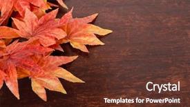  Presentation with maple - Amazing theme having artificial maple leafs over old wood background backdrop and a tawny brown colored foreground