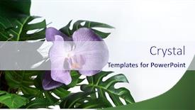  Presentation with orchids - Audience pleasing presentation design consisting of artificial-orchids-in-the-home backdrop and a sky blue colored foreground