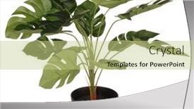  Presentation with decoration - Beautiful slide deck featuring artificial-plant-philodendron-in-flowerpot backdrop and a mint green colored foreground