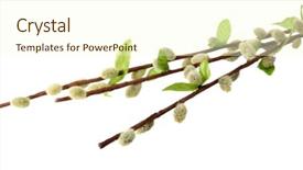  Presentation with 3d white - Beautiful PPT theme featuring artificial plants - pussy-willow twigs isolated on white backdrop and a  colored foreground