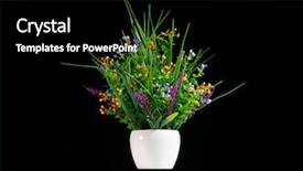  Presentation with artificial insemination in pigs - Slide deck featuring artificial potted flowers on black background and a black colored foreground