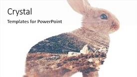  Presentation with rabbit - Cool new slide set with artistic free - little rabbit isolated on white backdrop and a white colored foreground
