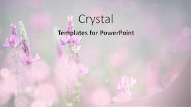  Presentation with floral pastel colors - Presentation theme featuring artistic-natural-floral-background-meadow background and a light gray colored foreground