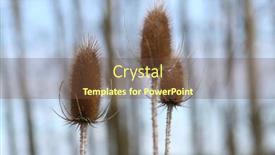  Presentation with thistles - Slide set enhanced with artistic thistles against the blue sky background and a tawny brown colored foreground